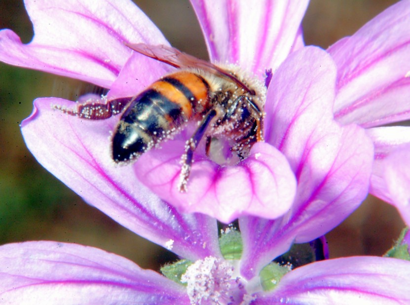 Api, malva e insetto rossonero